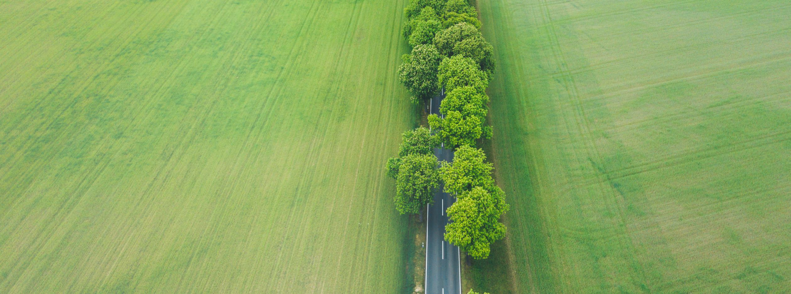 Overhead shot of a 2 lane road canopied by lush trees and flanked by green pastures